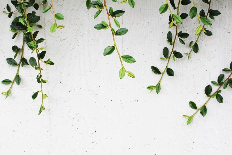 Minimalist Greenery