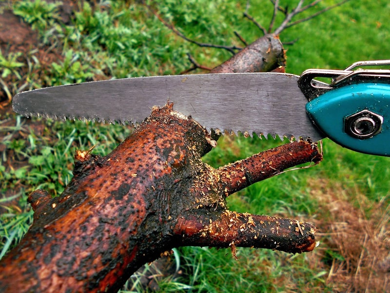 Pruning Guide