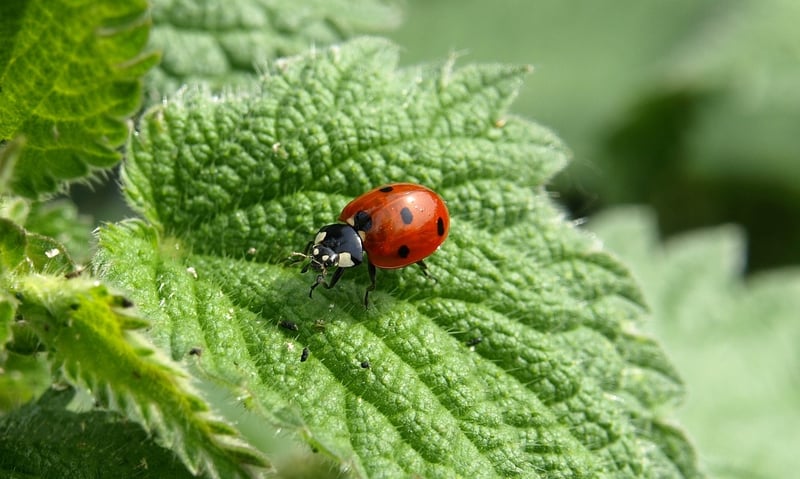 Ladybug in Garden